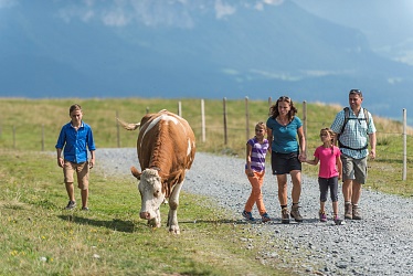 Familie mit Kühe bei der Wanderung